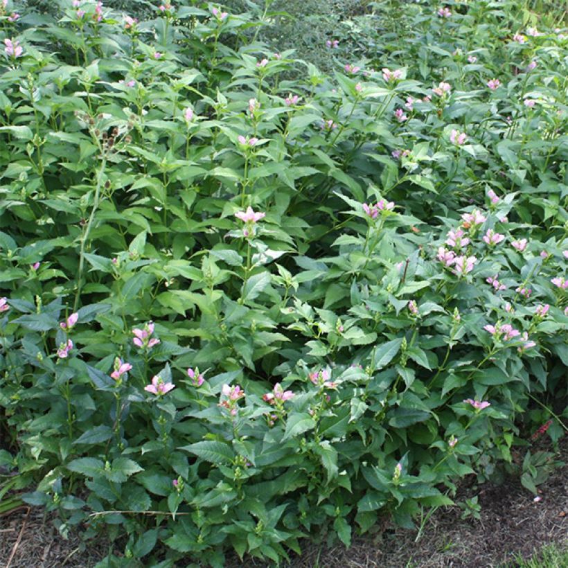 Chelone lyonii Hot Lips - Schildblume (Foliage)