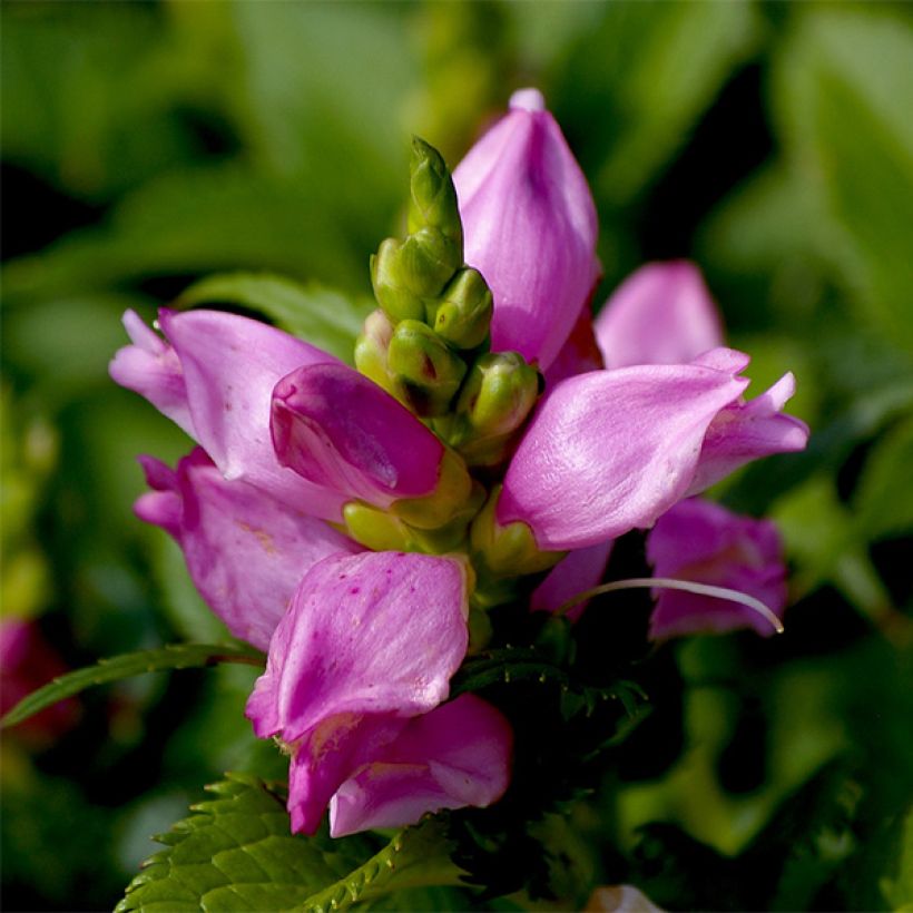 Chelone lyonii Hot Lips - Schildblume (Flowering)