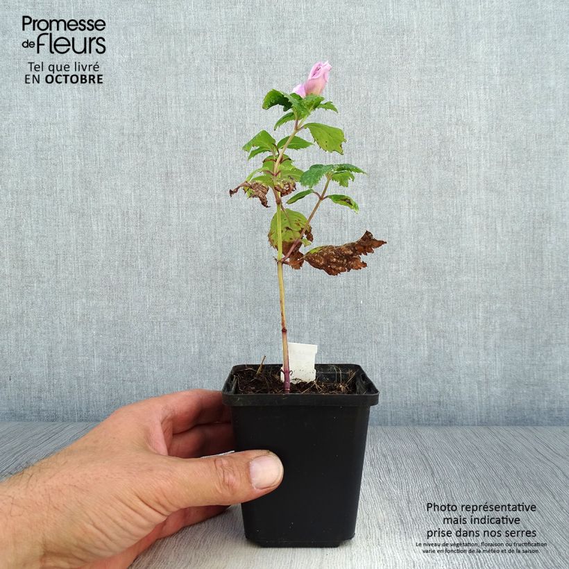 Example of Chelone lyonii Hot Lips - Schildblume Kleine Töpfe von 8/9 cm as you get in automne