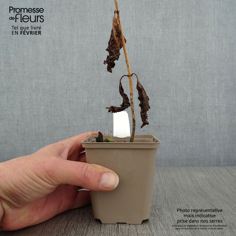 Exemplar von Chelone lyonii Hot Lips - Schildblume Kleine Töpfe von 8/9 cm wie im Winter geliefert