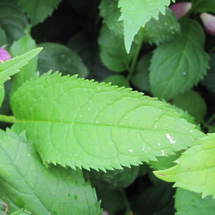 Chelone obliqua - Schildblume (Foliage)