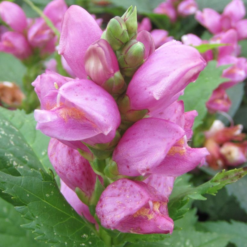 Chelone obliqua - Schildblume (Flowering)