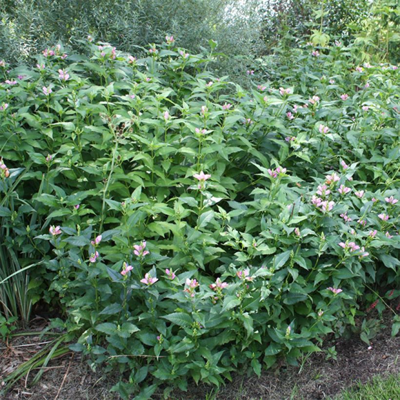 Chelone obliqua - Schildblume (Plant habit)