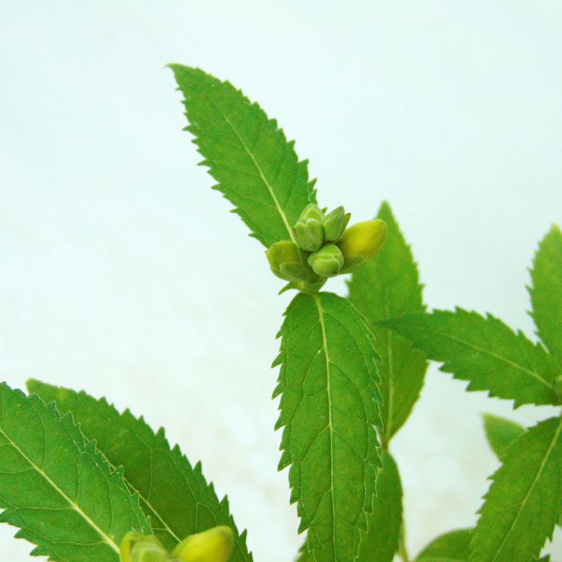 Chelona obliqua Alba - Schildblume (Foliage)