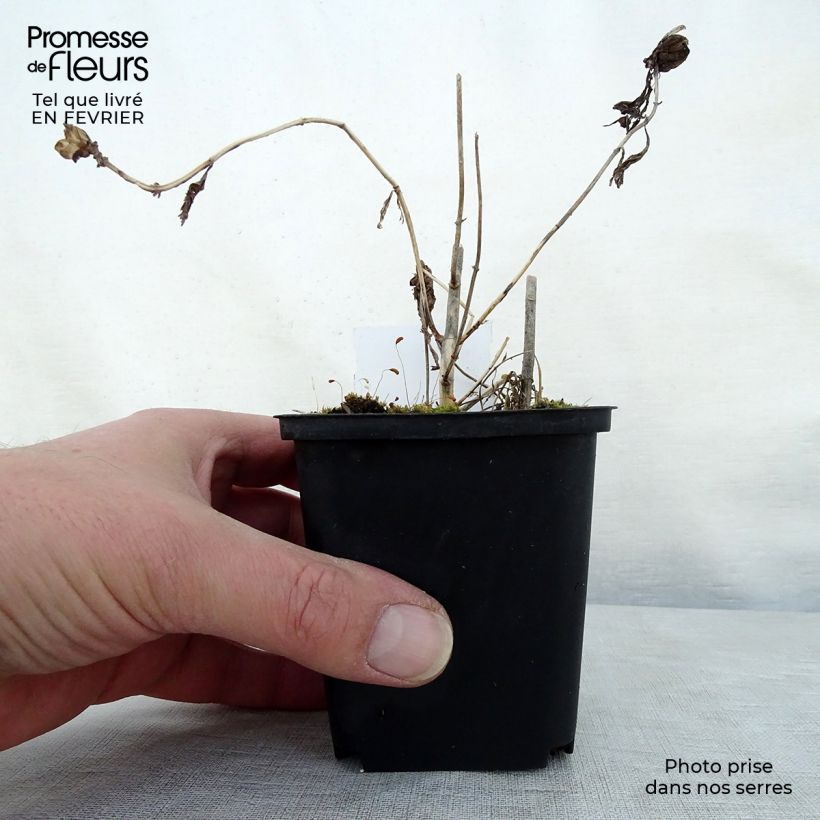 Exemplar von Chelona obliqua Alba - Schildblume Kleine Töpfe von 8/9 cm wie im Winter geliefert