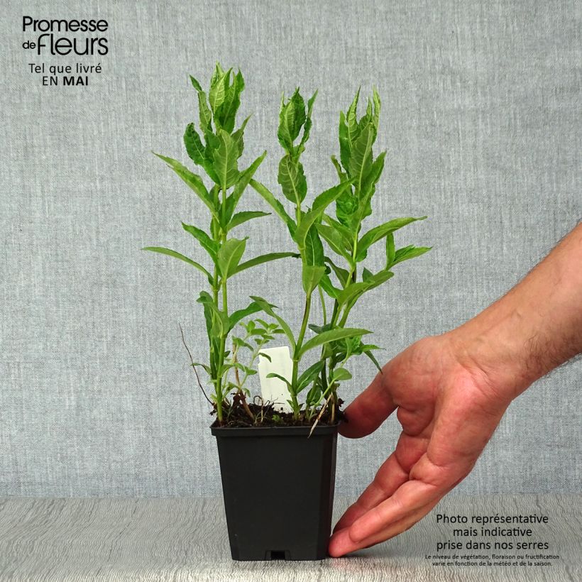 Exemplar von Chelona obliqua Alba - Schildblume Kleine Töpfe von 8/9 cm wie im Frühjahr geliefert