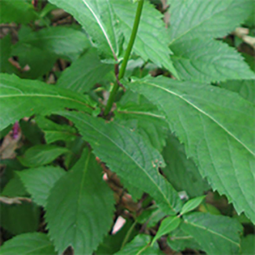 Chelonopsis moschata - Röhrennessel (Foliage)