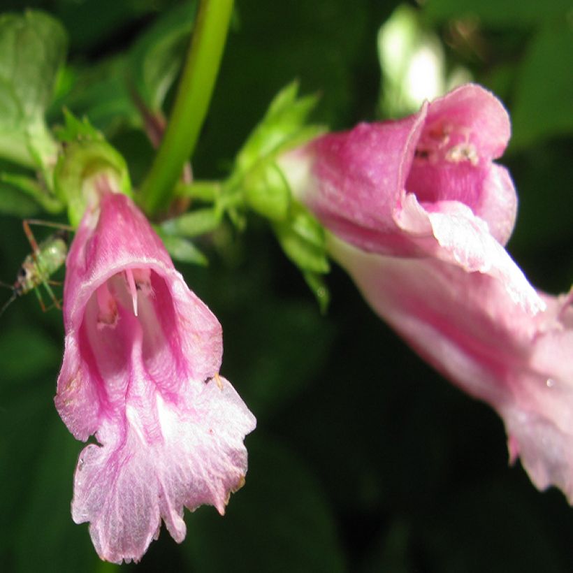 Chelonopsis moschata - Röhrennessel (Flowering)