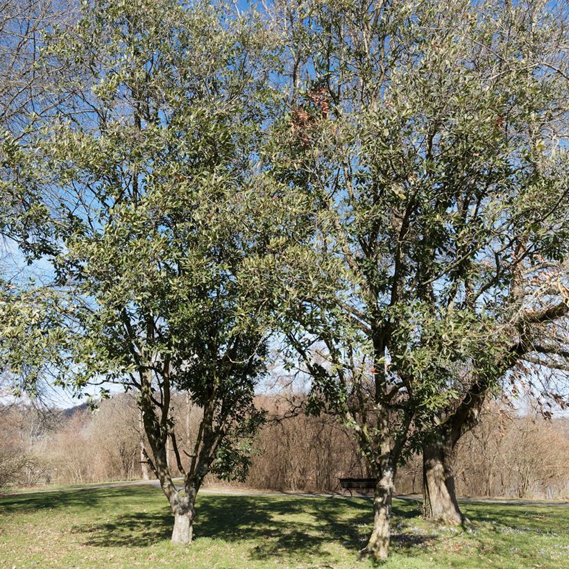 Quercus turneri var.pseudoturneri Spencer Turner - Turner-Eiche (Plant habit)