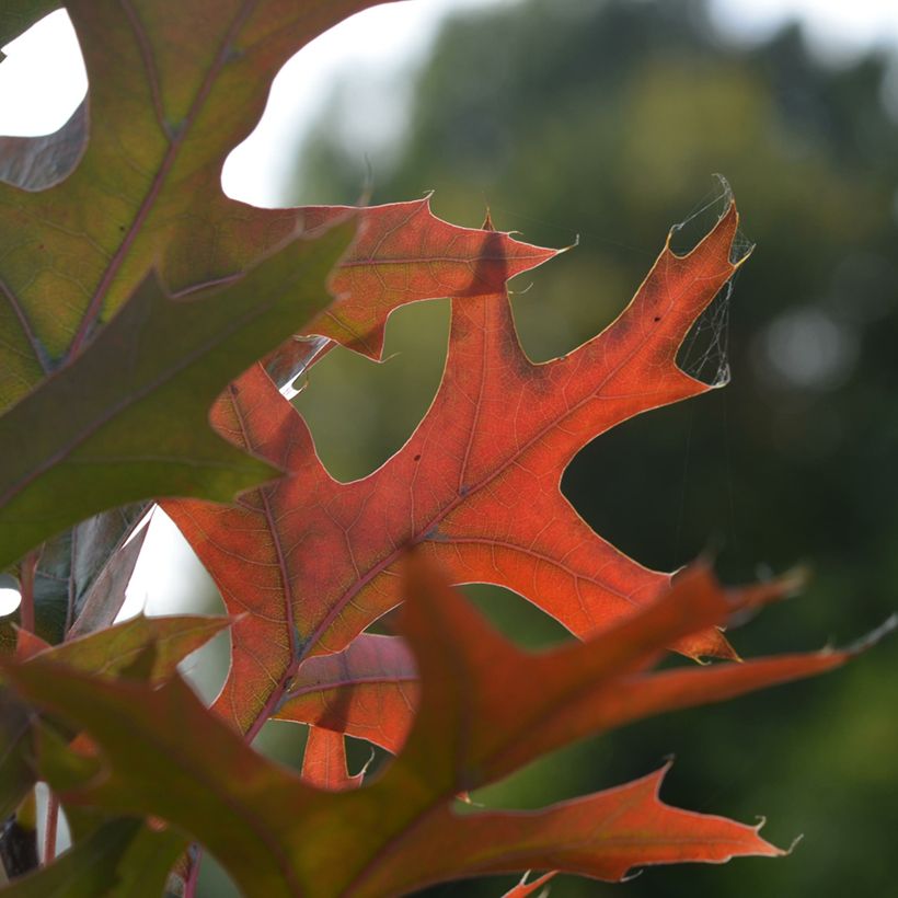 Quercus palustris Green Pillar 'Pringreen - Sumpf-Eiche (Foliage)