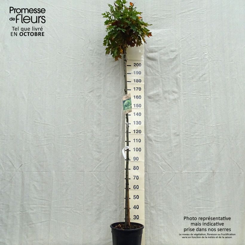 Example of Quercus palustris Green Dwarf - Sumpf-Eiche Topf mit 18L/20L as you get in automne