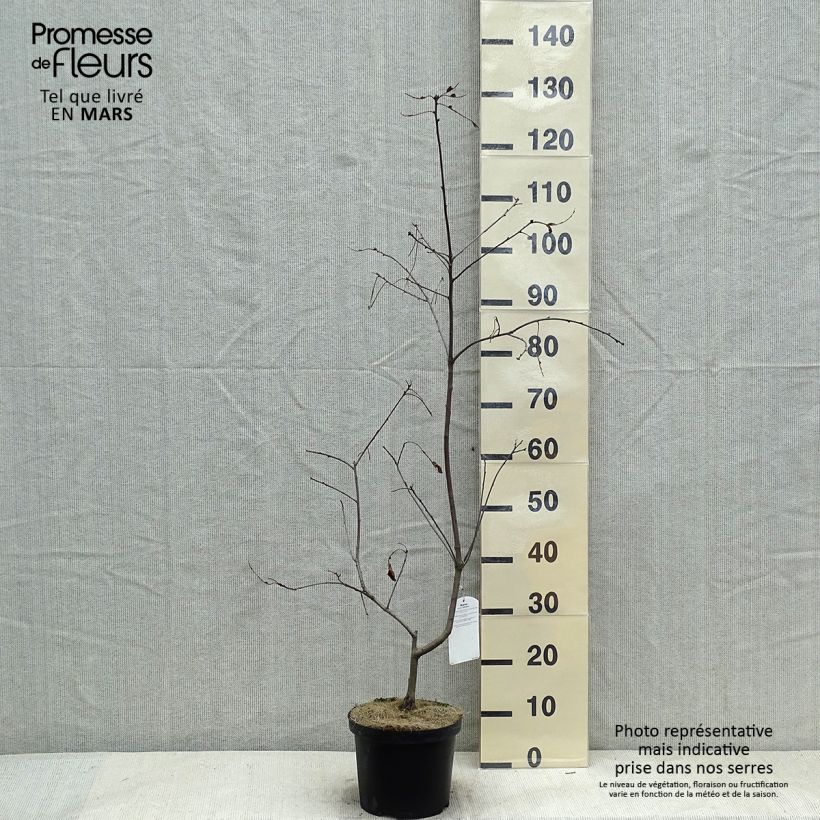 Exemplar von Quercus coccinea Splendens - Scharlach-Eiche Topf mit 4L/5L wie im Winter geliefert