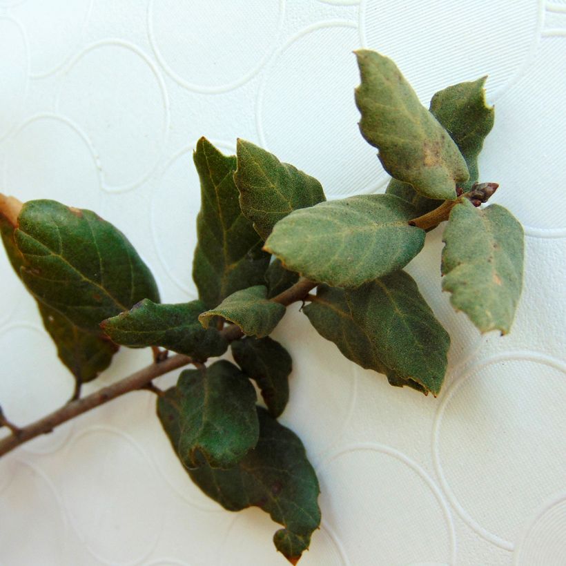 Quercus suber - Kork-Eiche (Foliage)