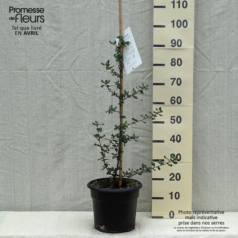 Example of Quercus suber - Kork-Eiche Topf mit 7,5L/10L as you get in printemps