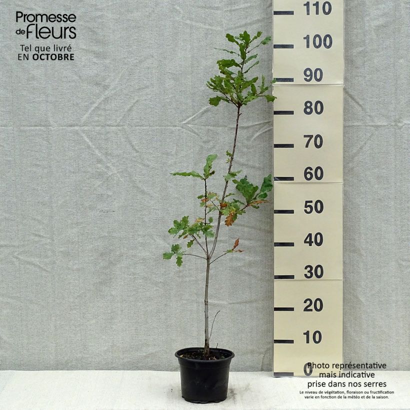 Example of Quercus robur - Stiel-Eiche Topf mit 2L/3L as you get in automne