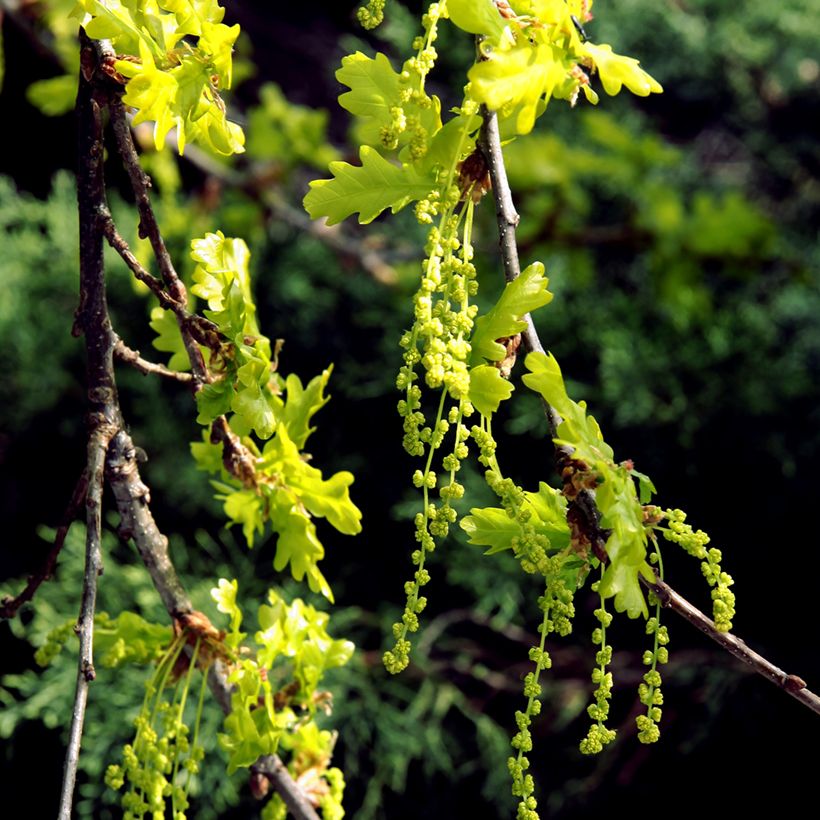 Quercus petraea - Trauben-Eiche (Flowering)