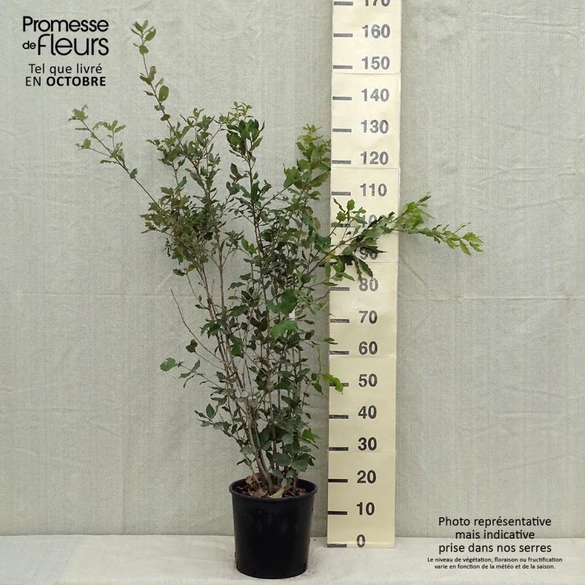 Example of Quercus ilex - Stein-Eiche Topf mit 6L/7L as you get in automne