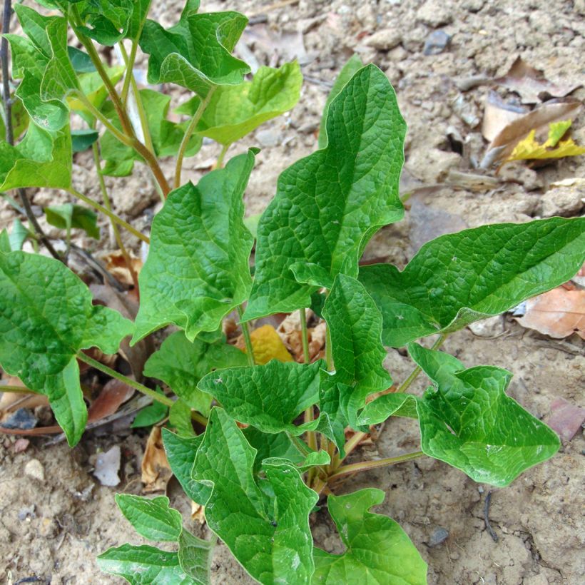 Guter Heinrich - Chenopodium bonus-henricus (Plant habit)
