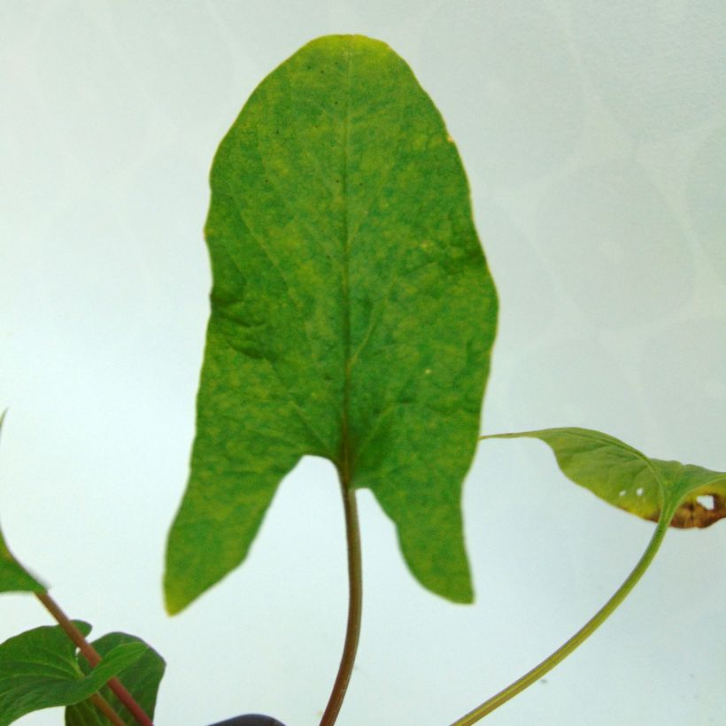 Guter Heinrich - Chenopodium bonus-henricus bio (Foliage)