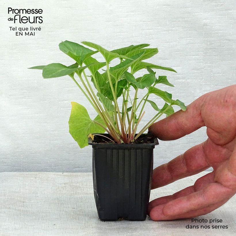 Exemplar von Guter Heinrich - Chenopodium bonus-henricus bio Kleine Töpfe von 8/9 cm wie im Frühjahr geliefert