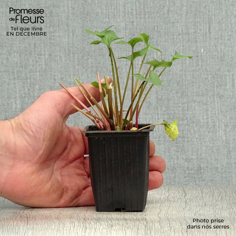 Exemplar von Guter Heinrich - Chenopodium bonus-henricus bio Kleine Töpfe von 8/9 cm wie im Winter geliefert