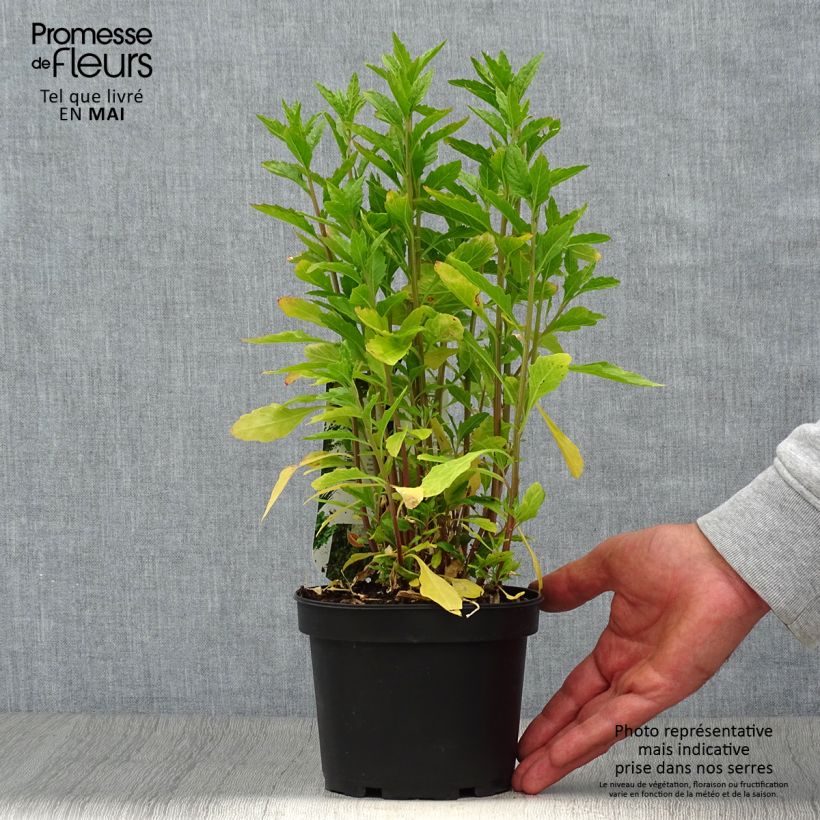 Example of Mexikanischer Drüsengänsefuß - Dysphania ambrosioides Topf mit 1,5L/2L as you get in printemps