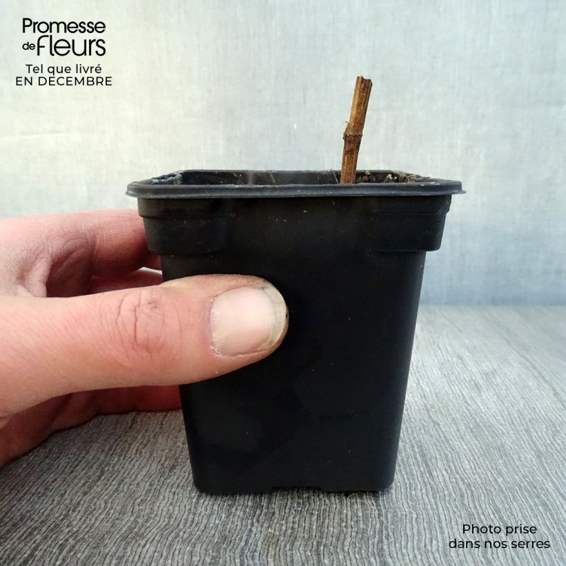 Exemplar von Zuckerwurzel Bio - Sium sisarum Kleine Töpfe von 8/9 cm wie im Winter geliefert