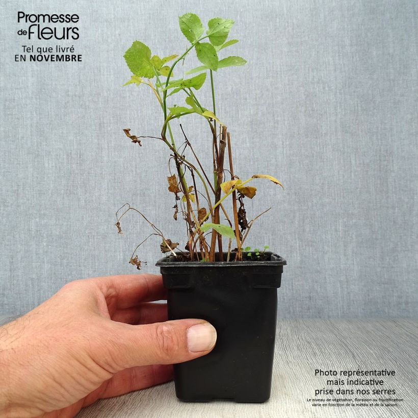 Example of Zuckerwurzel Bio - Sium sisarum Kleine Töpfe von 8/9 cm as you get in automne
