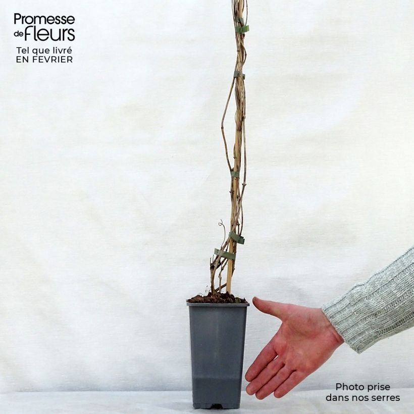 Exemplar von Lonicera periclymenum Belgica Select - Wald-Geißschlinge Topf mit 1,5L/2L wie im Winter geliefert