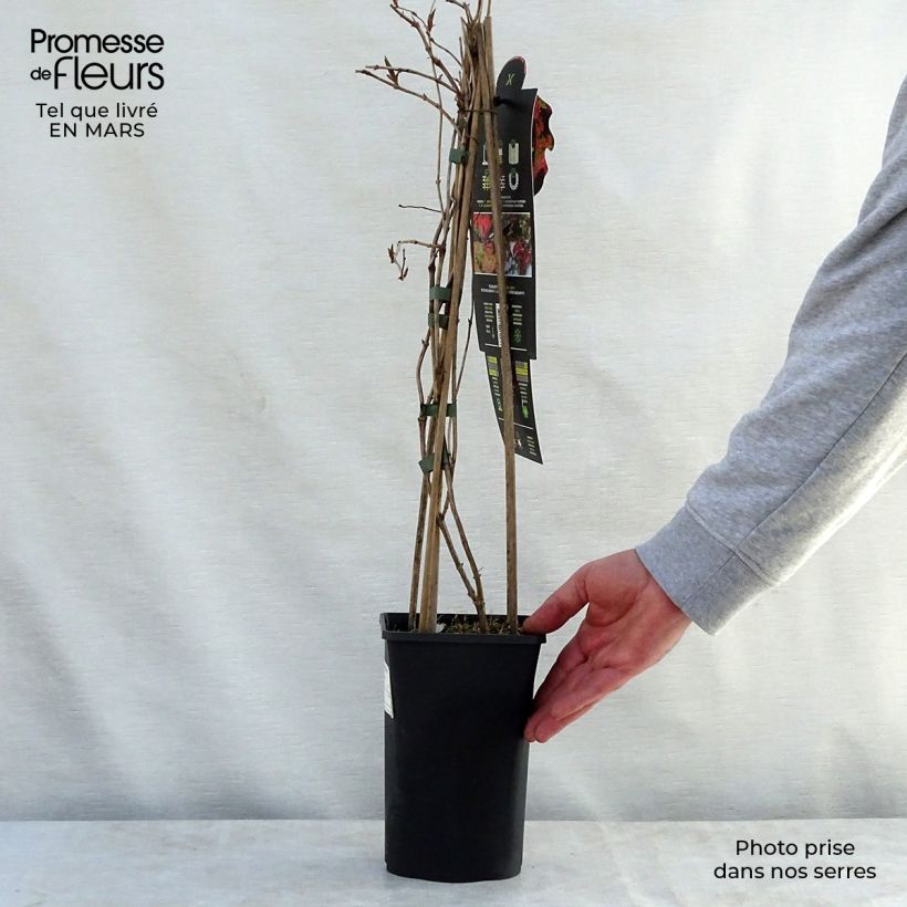 Exemplar von Lonicera brownii Dropmore Scarlet - Rote Geißschlinge Topf mit 2L/3L wie im Frühjahr geliefert