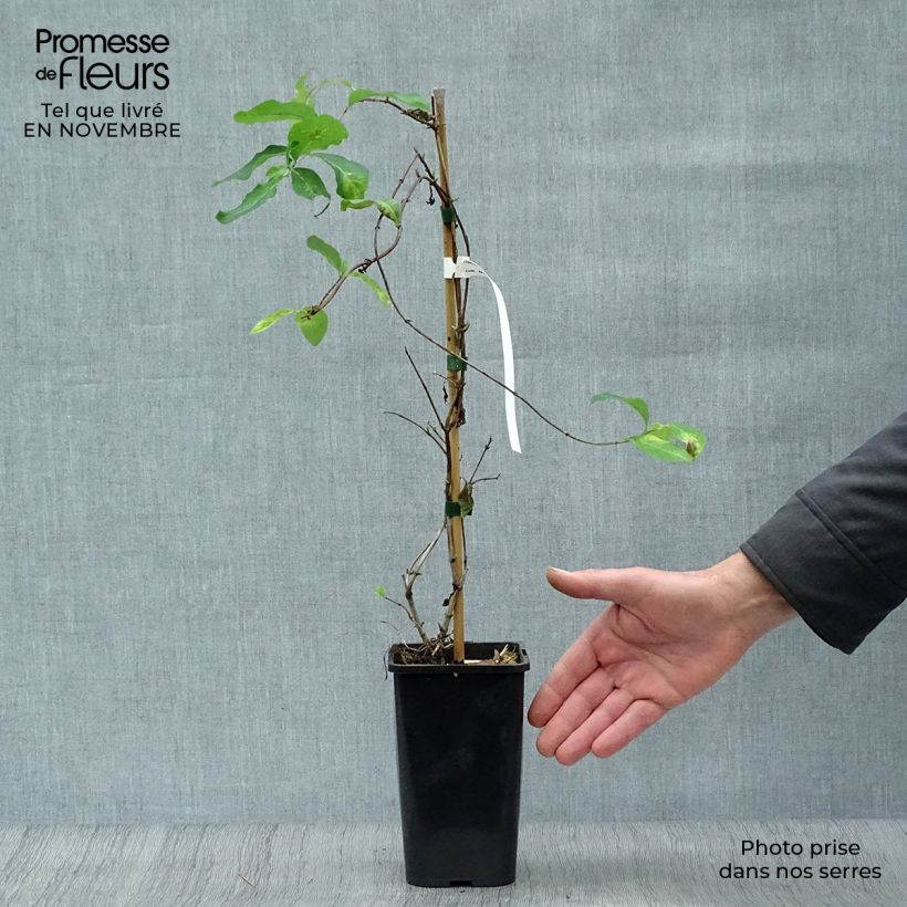 Example of Lonicera Mandarin - Wald-Geißschlinge Topf mit 1,5L/2L as you get in automne