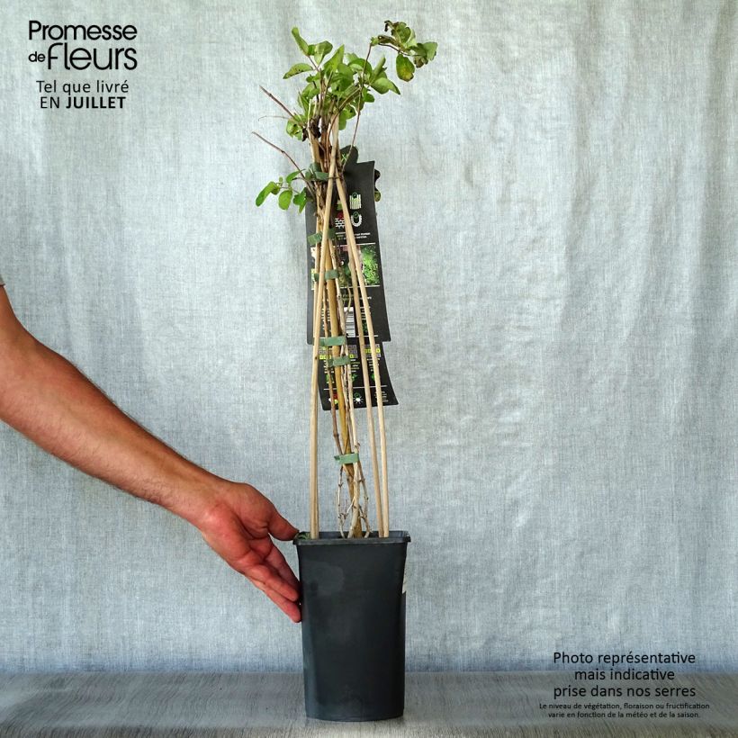 Exemplar von Lonicera caprifolium - Jelängerjelieber Topf mit 1,5L/2L wie im Sommer geliefert