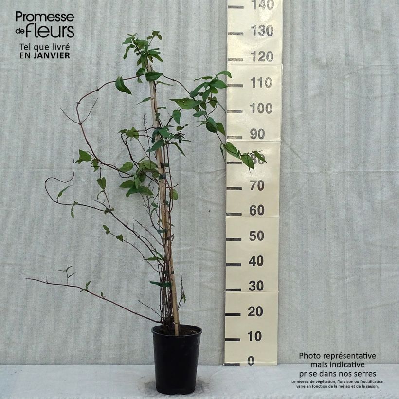 Example of Lonicera similis var. delavayi - Schlingende Heckenkirsche Topf mit 4L/5L as you get in hiver