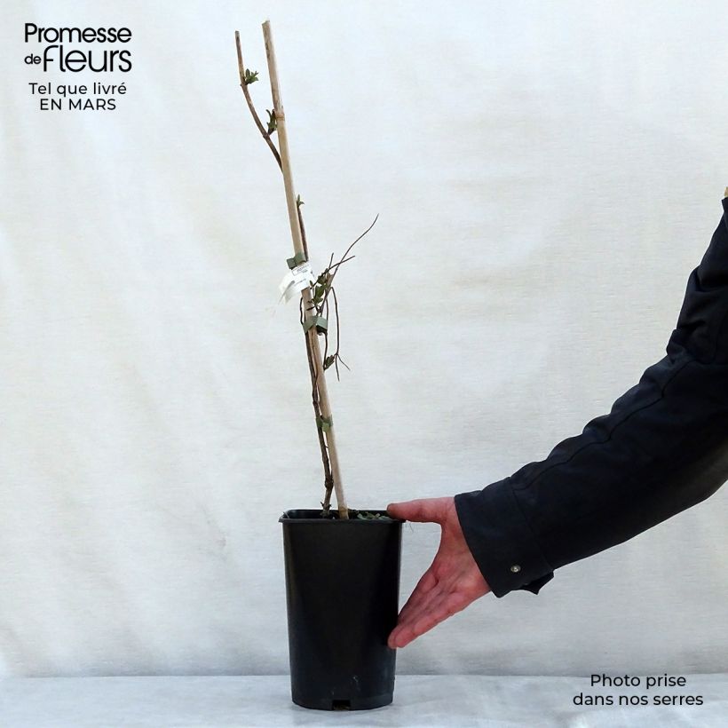 Exemplar von Lonicera heckrottii American Beauty - Feuer-Geißblatt Topf mit 1,5L/2L wie im Frühjahr geliefert