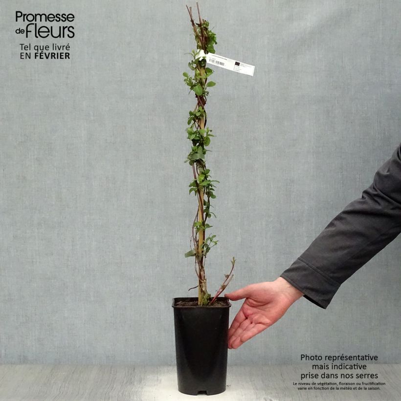 Exemplar von Lonicera japonica Aureoreticulata - Japanisches Geißblatt Topf mit 2L/3L wie im Winter geliefert