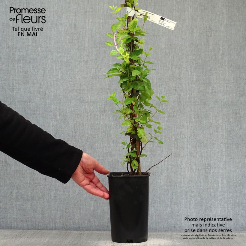 Exemplar von Lonicera japonica Aureoreticulata - Japanisches Geißblatt Topf mit 2L/3L wie im Frühjahr geliefert