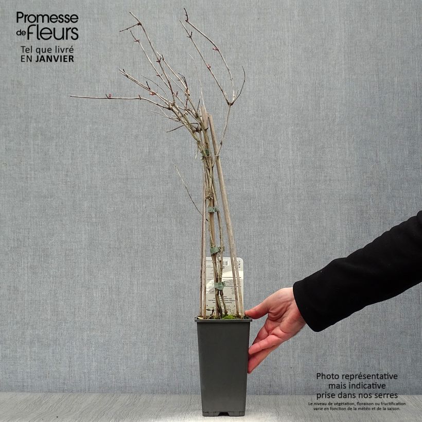 Exemplar von Lonicera periclymenum Belgica - Wald-Geißschlinge Topf mit 1,5L/2L wie im Winter geliefert