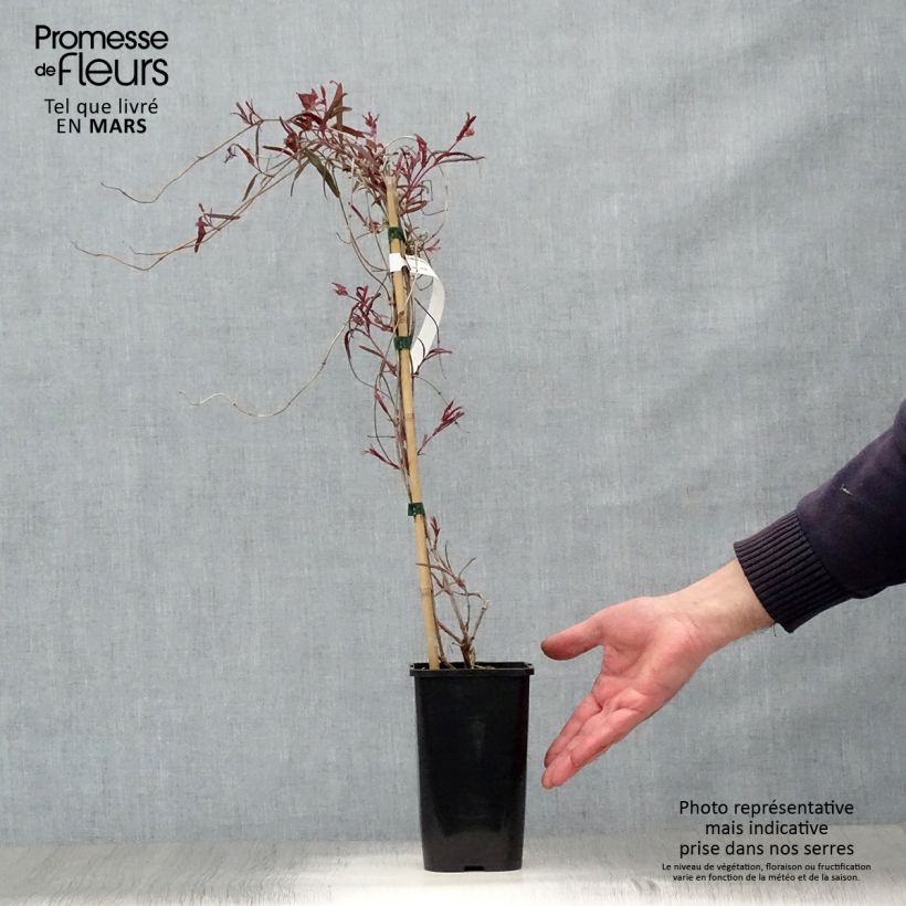 Exemplar von Lonicera sempervirens Cedar Lane - Immergrünes Geißblatt Topf mit 1,5L/2L wie im Frühjahr geliefert