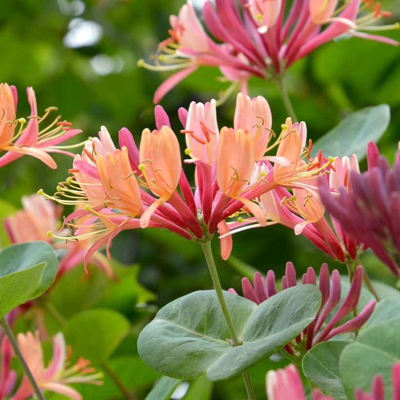 Lonicera heckrottii - Feuer-Geißblatt (Flowering)
