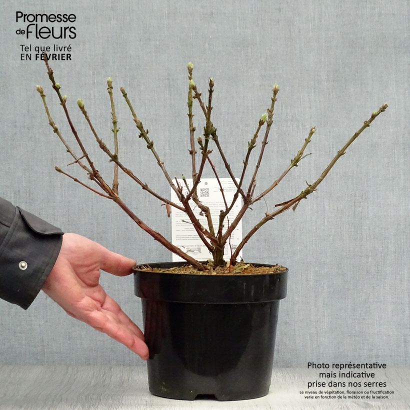 Exemplar von Heckenkirsche Blue Velvet - Lonicera kamtschatica Topf mit 1,5L/2L, Strauch wie im Winter geliefert