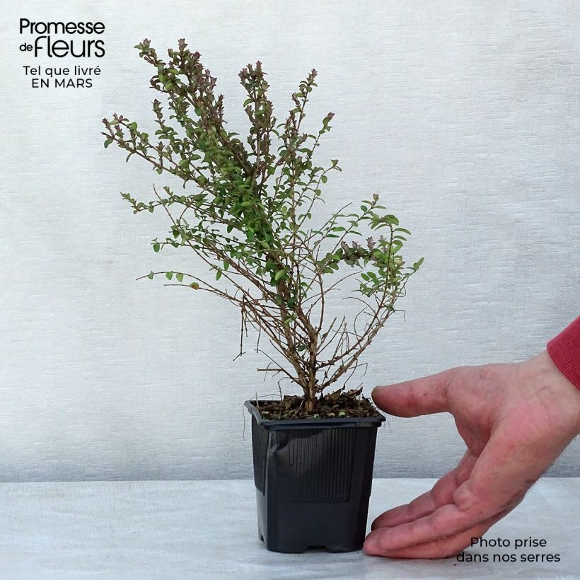 Exemplar von Lonicera nitida Ernest Wilson - Heckenmyrte Kleine Töpfe von 8/9 cm wie im Winter geliefert