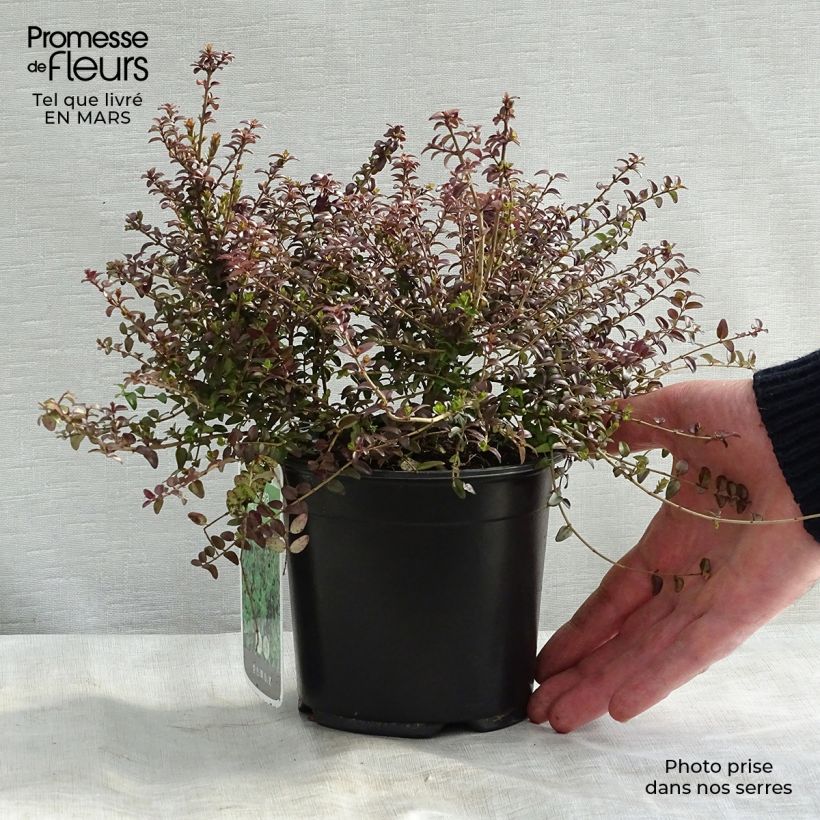 Exemplar von Lonicera nitida Ernest Wilson - Heckenmyrte Topf mit 1L/1,5L wie im Winter geliefert