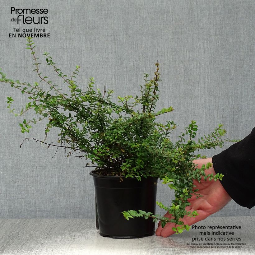 Example of Lonicera nitida Ernest Wilson - Heckenmyrte Topf mit 1L/1,5L as you get in automne