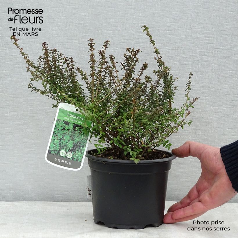 Exemplar von Lonicera nitida Ernest Wilson - Heckenmyrte Topf mit 2L/3L wie im Winter geliefert