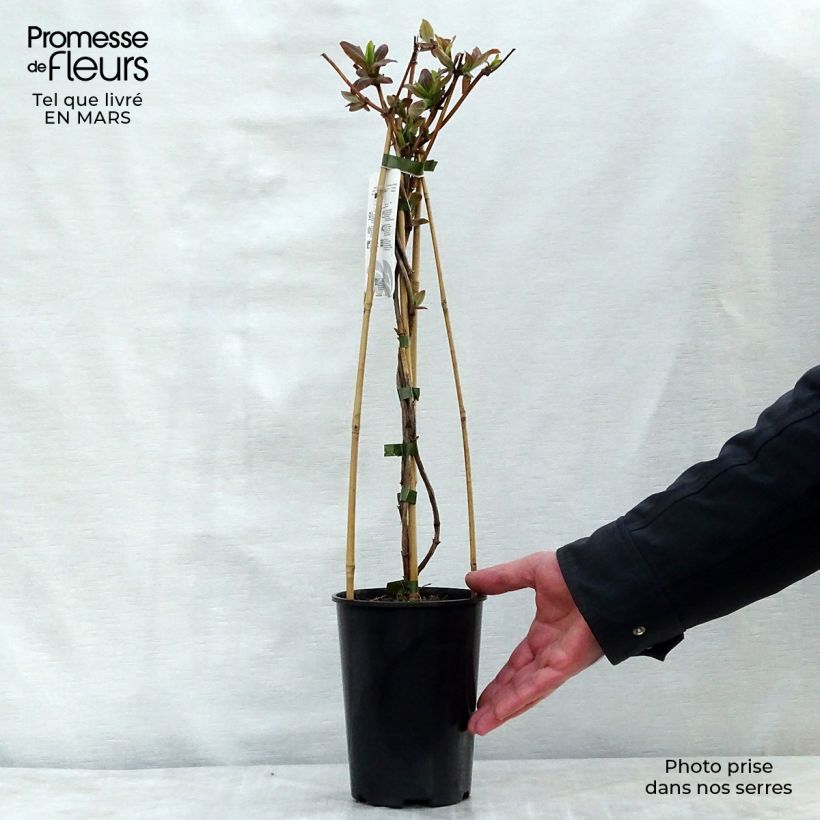 Exemplar von Lonicera tellmaniana - Gold-Geißblatt Topf mit 2L/3L wie im Frühjahr geliefert