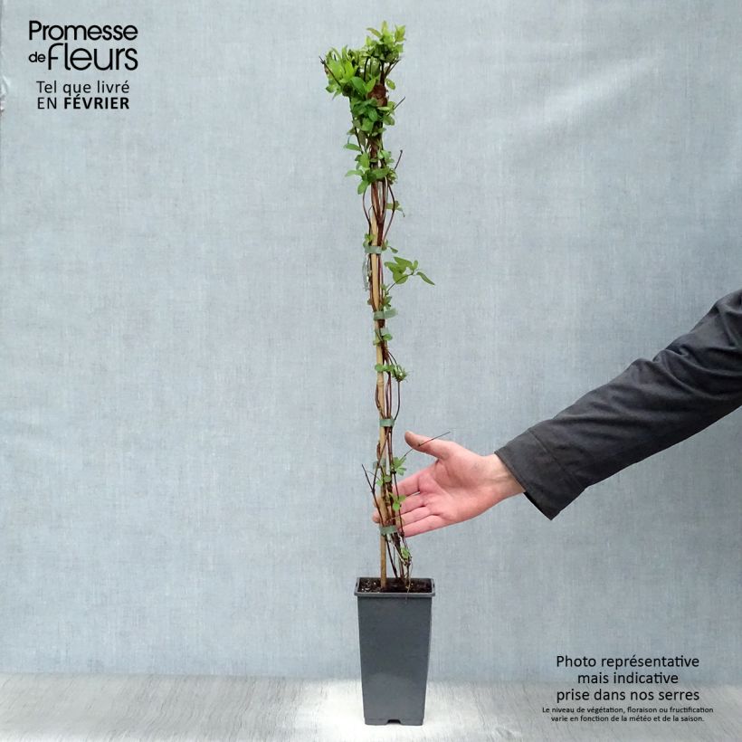 Exemplar von Lonicera japonica Halliana - Japanisches Geißblatt Topf mit 2L/3L wie im Winter geliefert