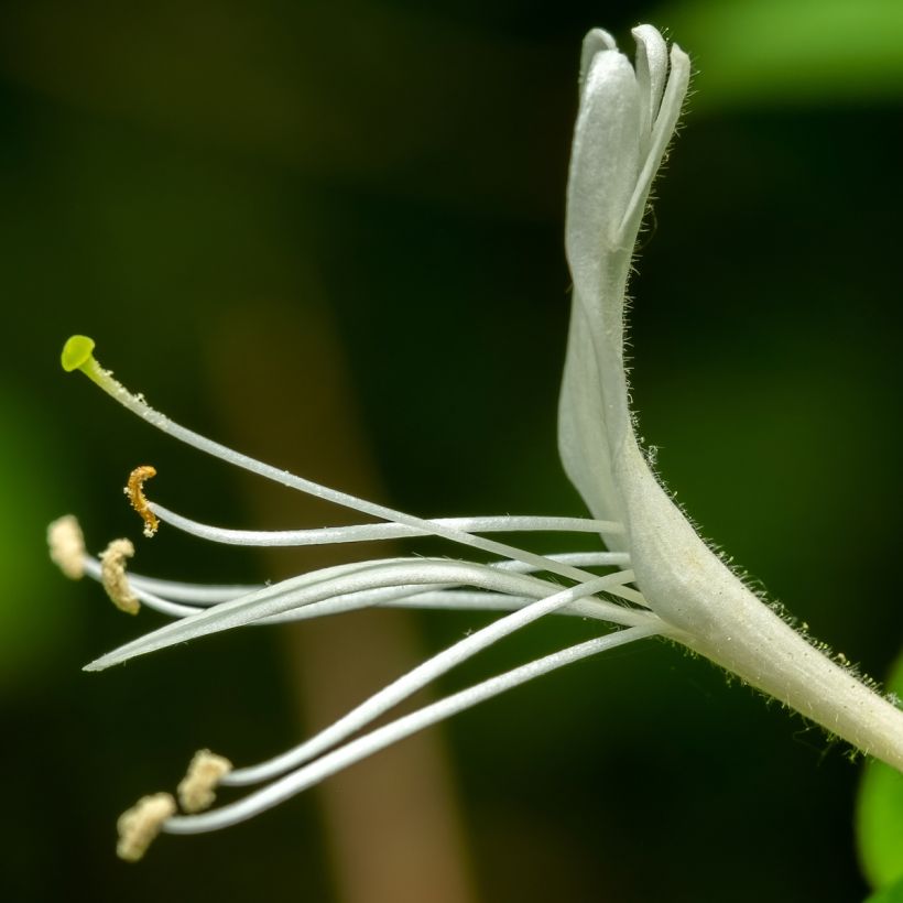 Lonicera japonica Dart's Acumen - Japanisches Geißblatt (Flowering)