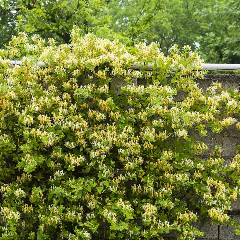 Lonicera japonica Dart's Acumen - Japanisches Geißblatt (Plant habit)