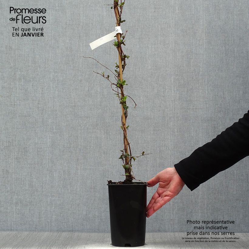 Exemplar von Lonicera japonica Dart's world - Japanisches Geißblatt Topf mit 3L/4L wie im Winter geliefert