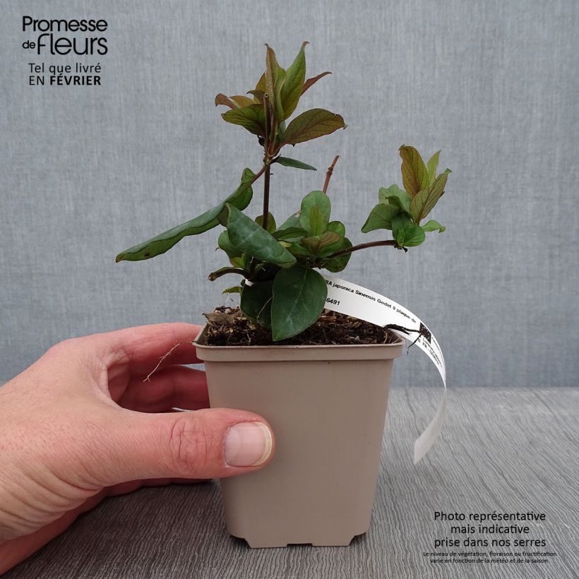 Exemplar von Lonicera japonica Sinensis - Japanisches Geißblatt Kleine Töpfe von 8/9 cm wie im Winter geliefert